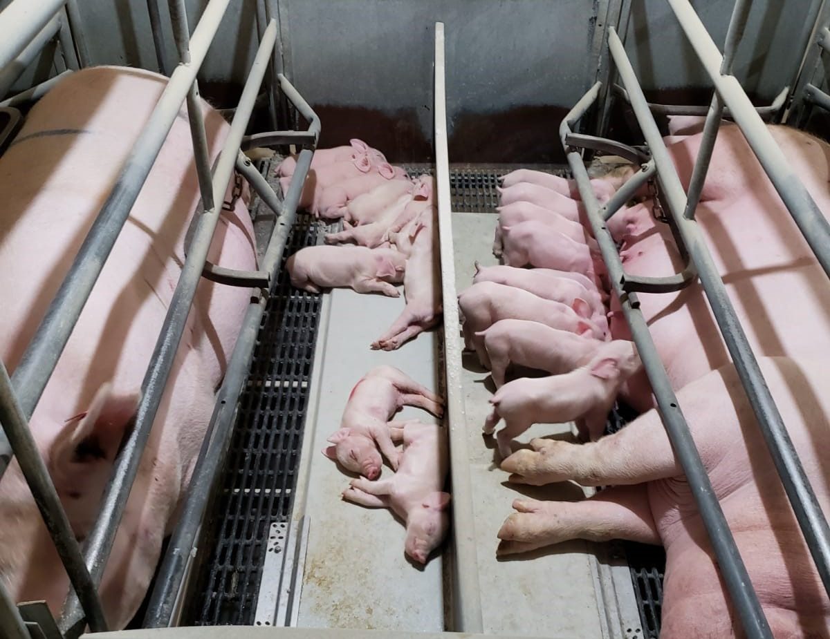 Cold Impact on Pig Production Efficiency