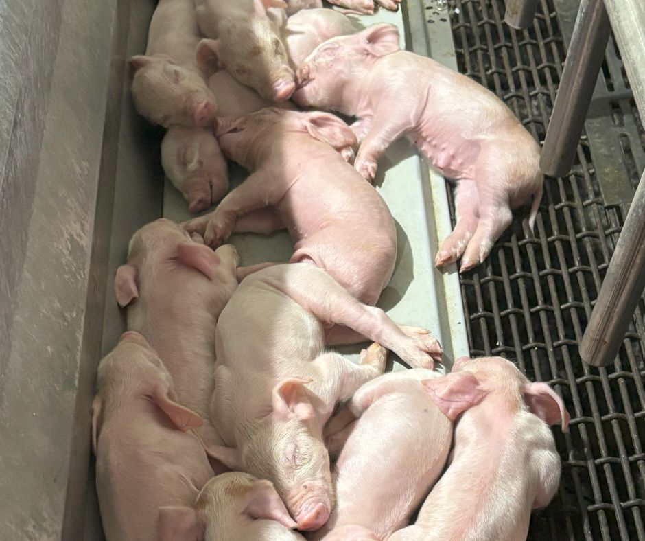 Piglets Laying Down