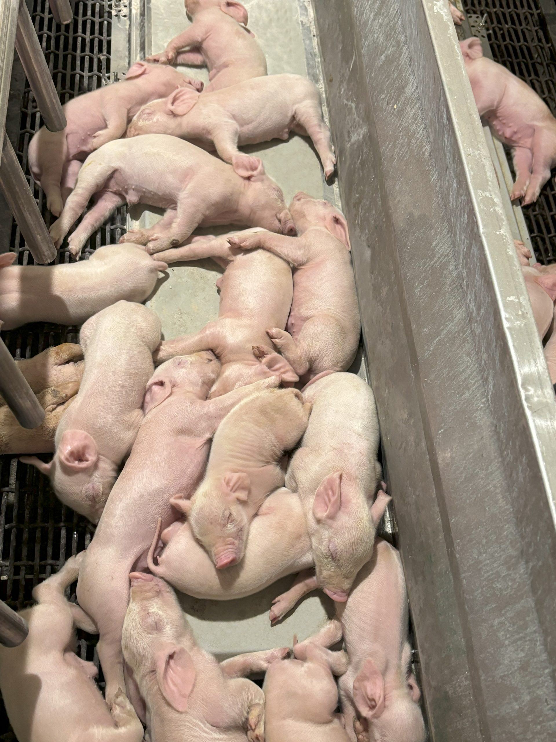 Piglets at WFR farrowing farm