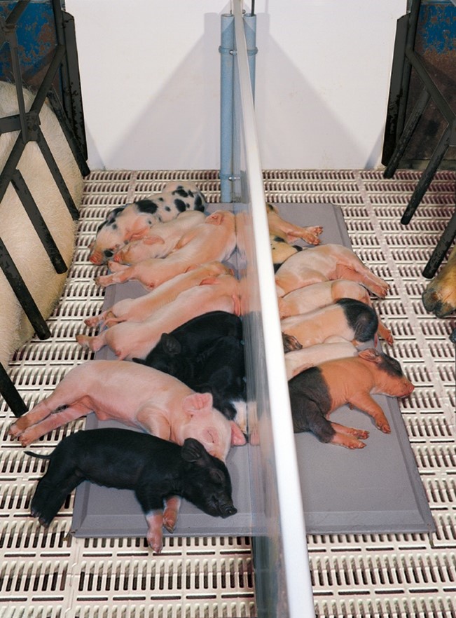 Swine Comfort