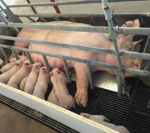 Sow in a Cooling Mat