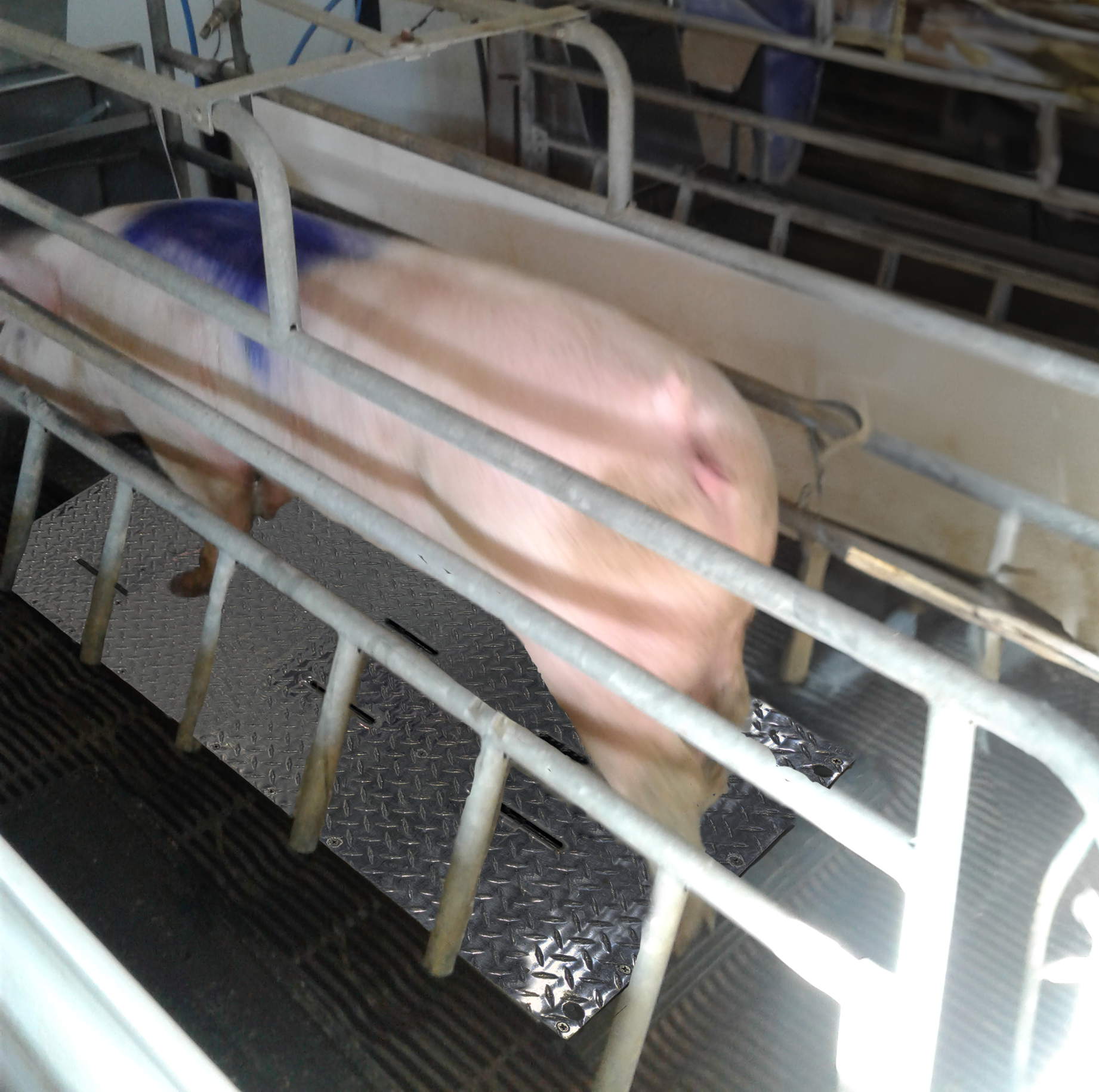 IHT Cooling Pads prevent Heat Stress in Swine production