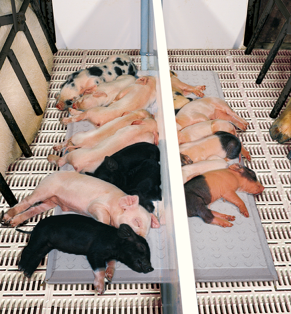 Piglets in a FRP mat